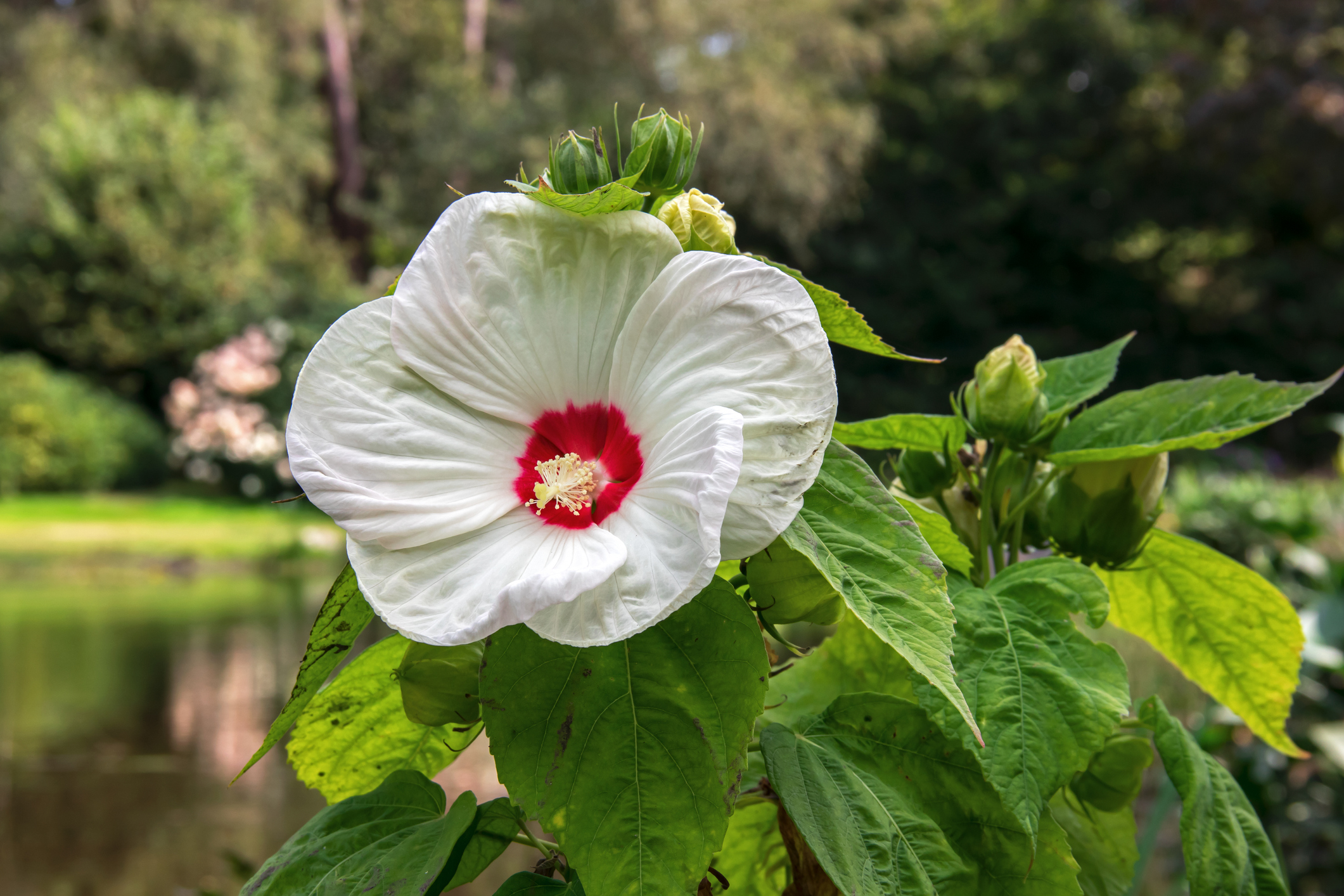 Hibiscus des marais (Hibiscus moscheutos)