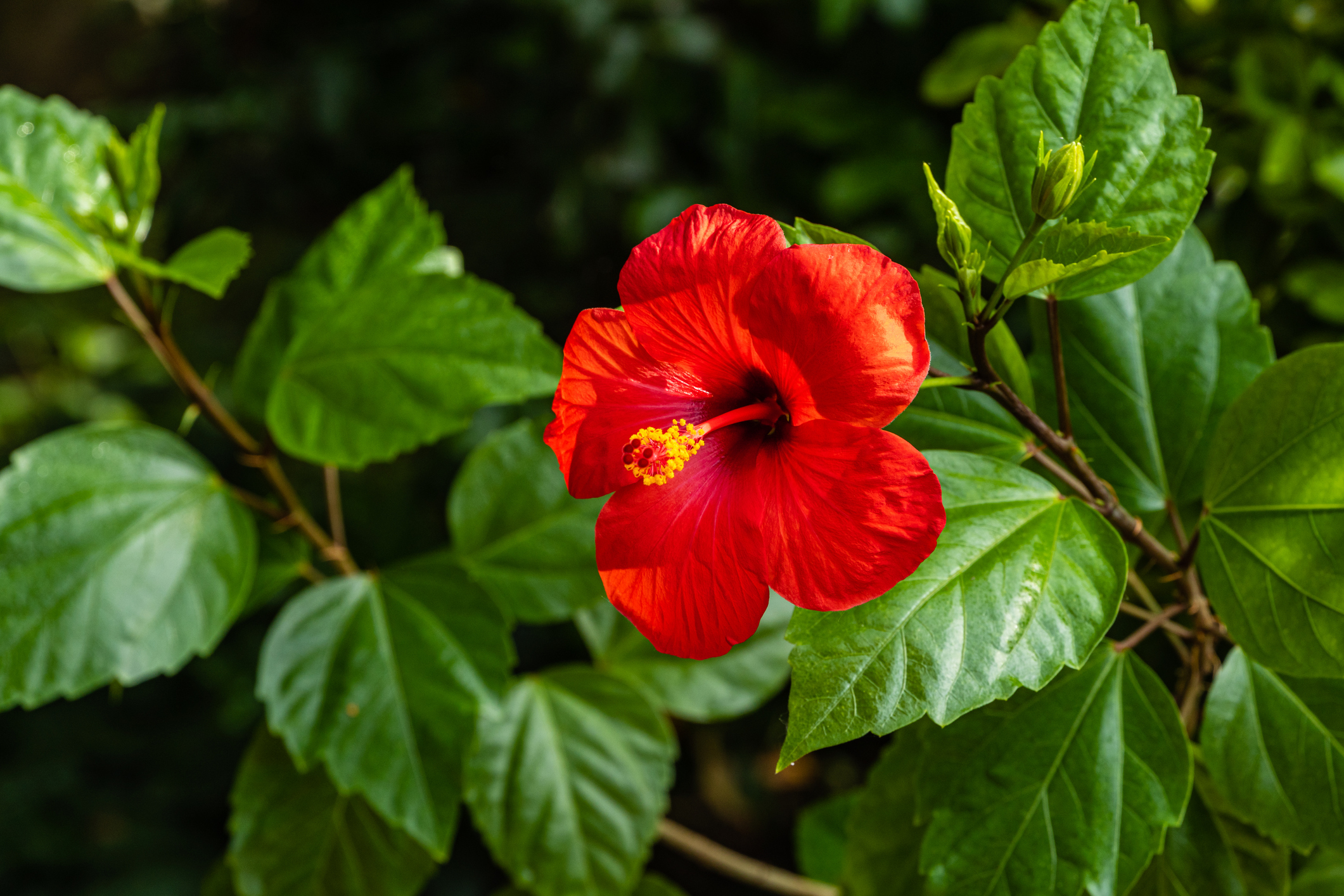 Hibiscus rosa-sinensis - Rose de Chine