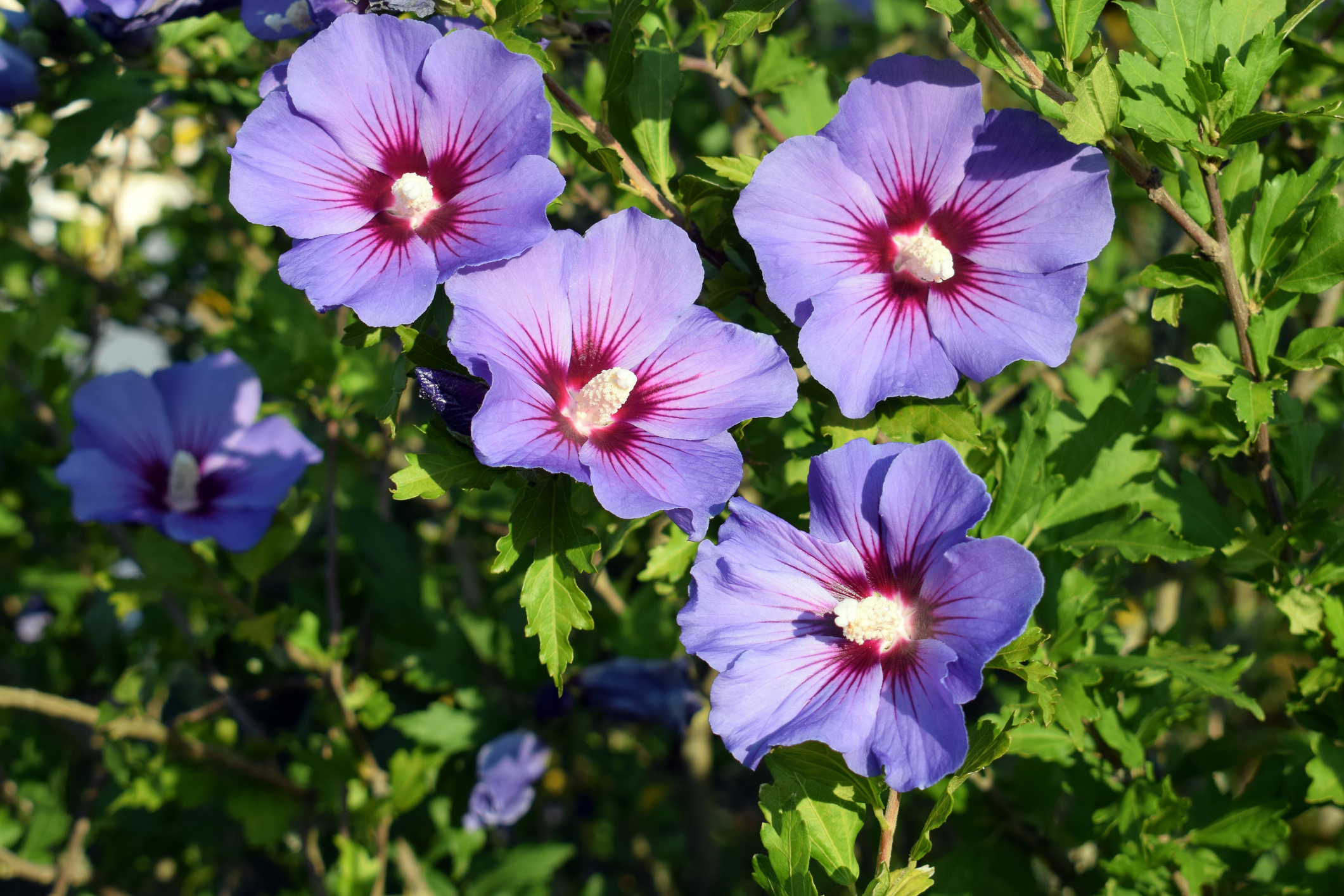 Hibiscus syrien (Hibiscus syriacus)