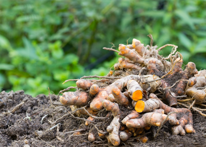 Rhizomes (racines) de Curcuma longa