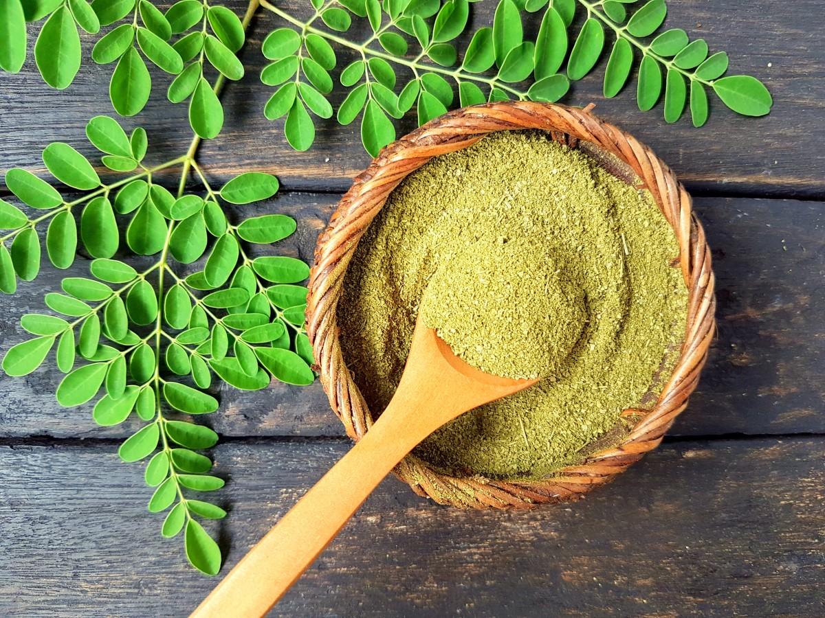 Moringa broyé dans un bol d'eau bouillante, feuilles d'arbre