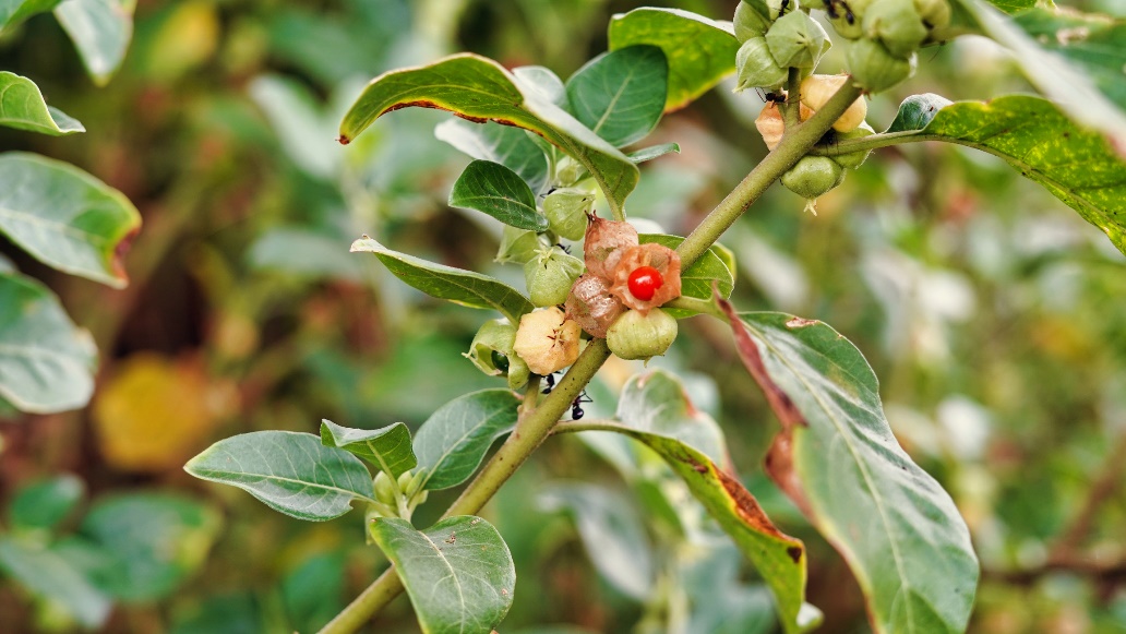 La plante Ashwagandha dans la nature