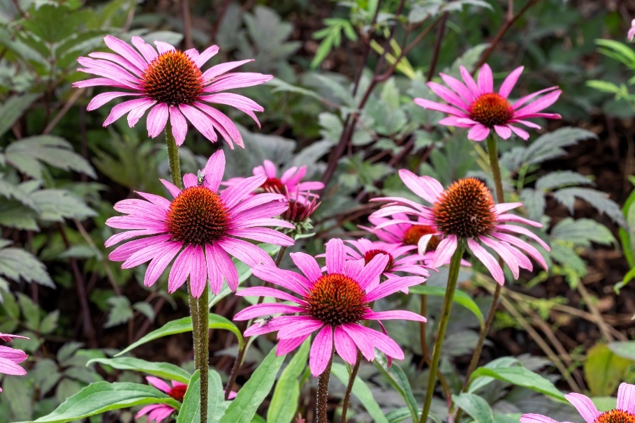 La plante Echinacea purpurea