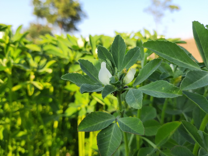 Le fenugrec (Trigonella Foenum Graecum) poussant à l'état sauvage