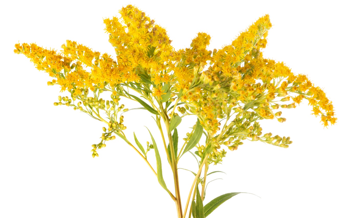 Solidago virgaurea - verge d'or