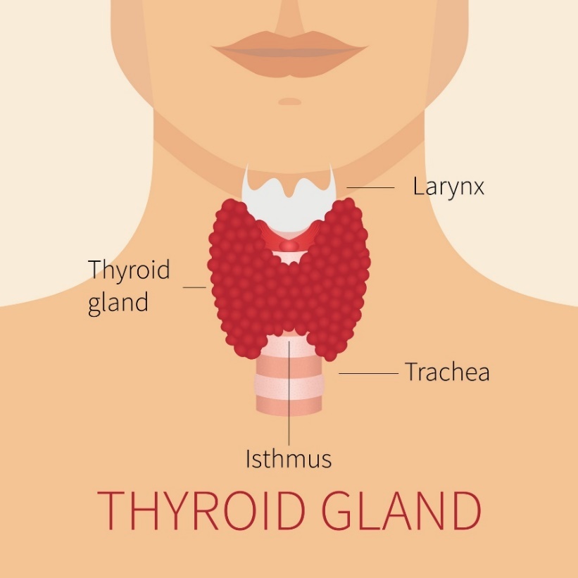 Anatomie de la glande thyroïde