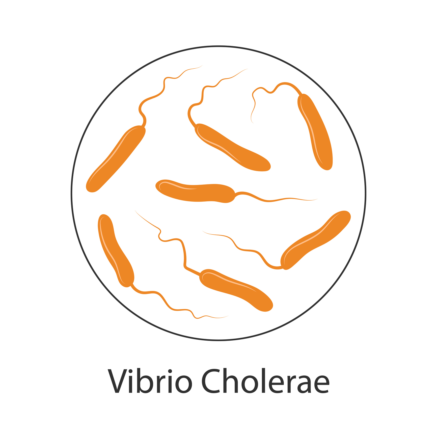 Bactéries du choléra Vibrio cholerae