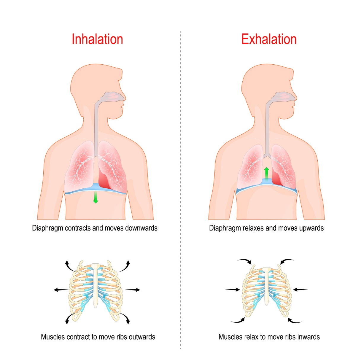 Respiration diaphragmatique avec activation de la paroi abdominale. Inspiration : les côtes s'écartent latéralement l'une de l'autre et le diaphragme descend. Expiration : les côtes reviennent l'une vers l'autre et le diaphragme remonte.