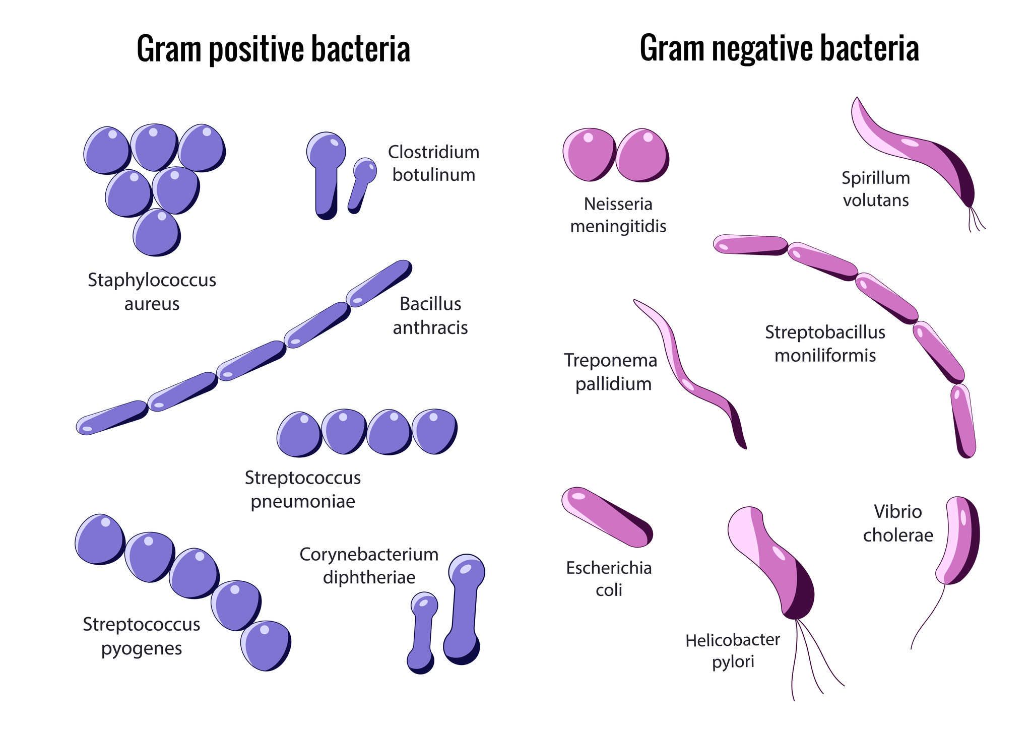 Division des bactéries Gram-positives et Gram-négatives