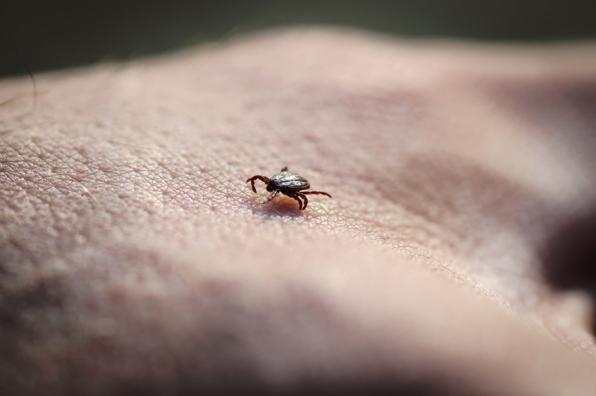 La tique rampe sur la peau à la recherche d'un endroit propice pour s'injecter.