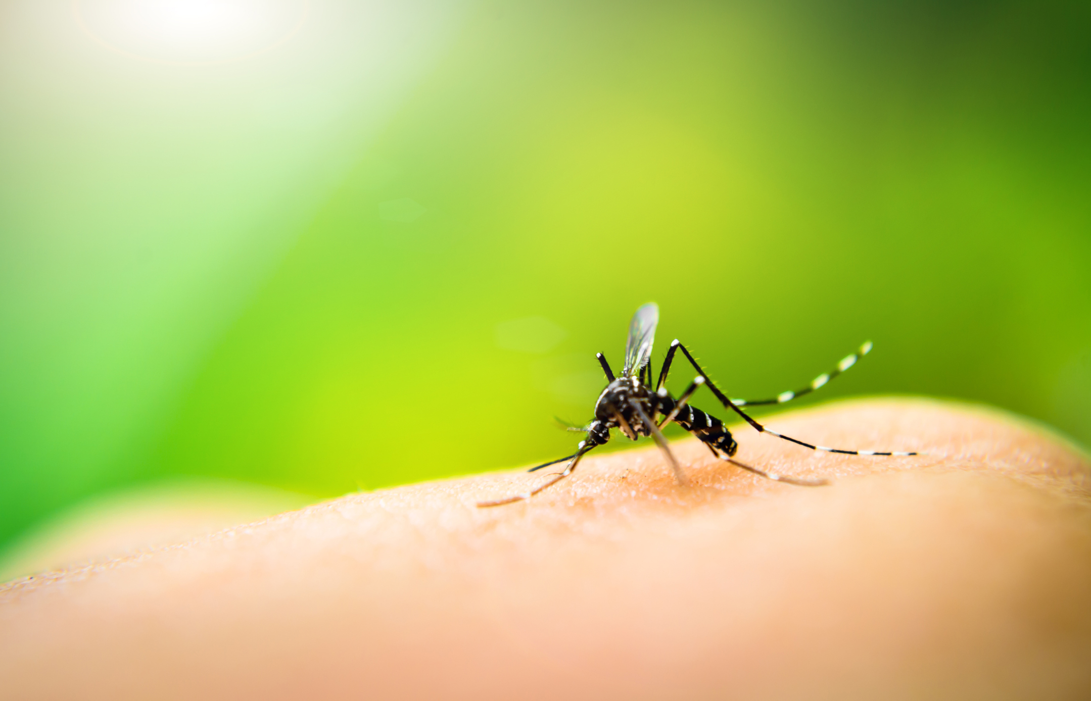 Moustique Aedes aegypti