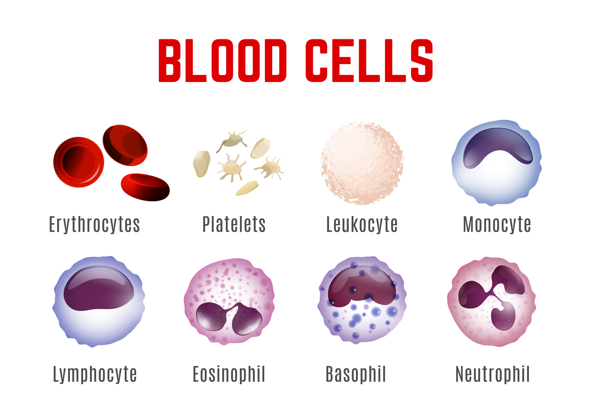 Affichage des cellules sanguines - érythrocytes, plaquettes, leucocytes, monocytes, lymphocytes, éosinophiles, basophiles et neutrophiles.