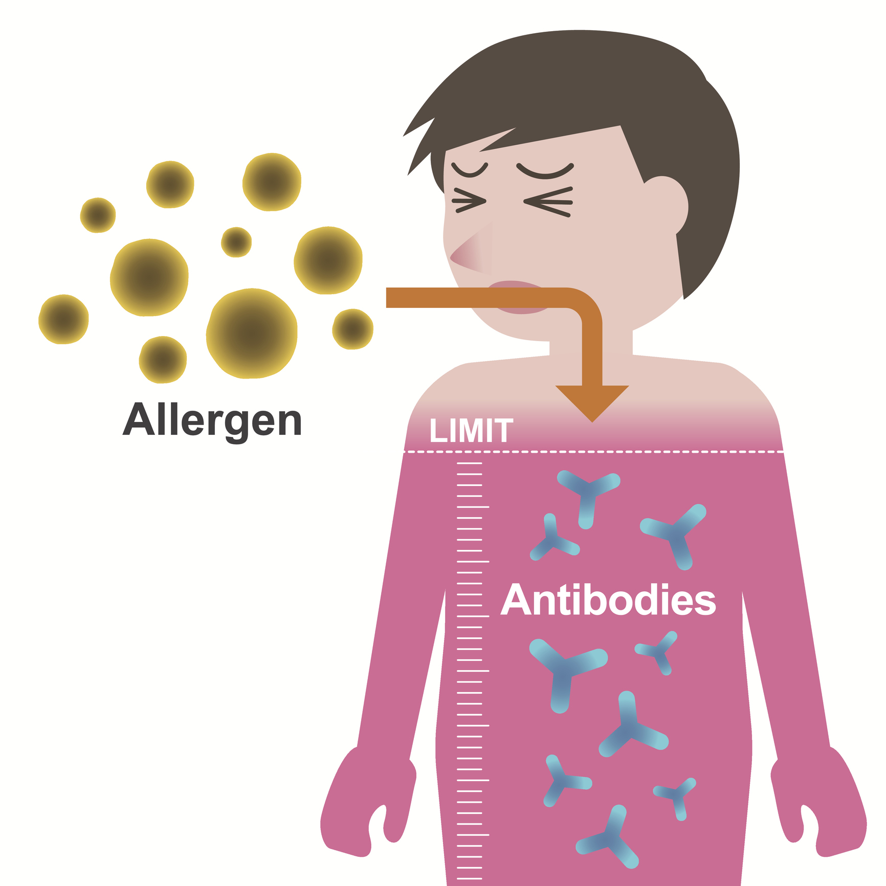 Mécanisme de formation des allergies