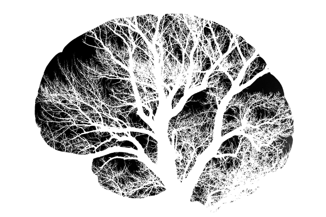 Modèle de cerveau