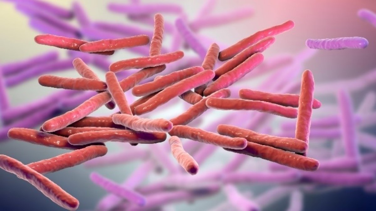 Visualisation 3D du microcosme de Mycobacterium leprae (bactérie de la lèpre)