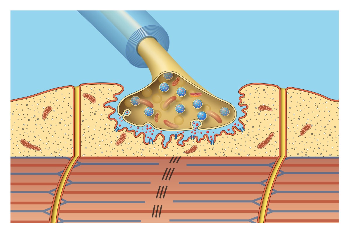 Connexions neuromusculaires - image animée, modèle