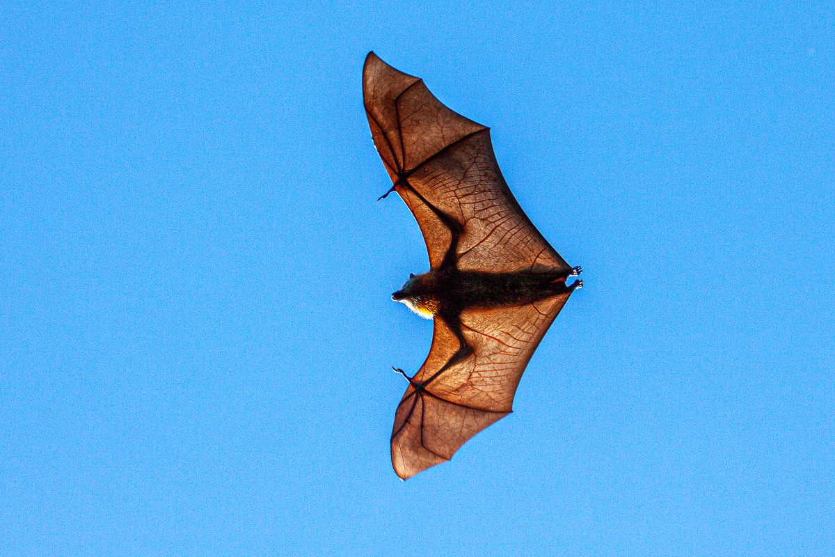 Chauve-souris porteuse du virus Lyssa - vol, ciel bleu