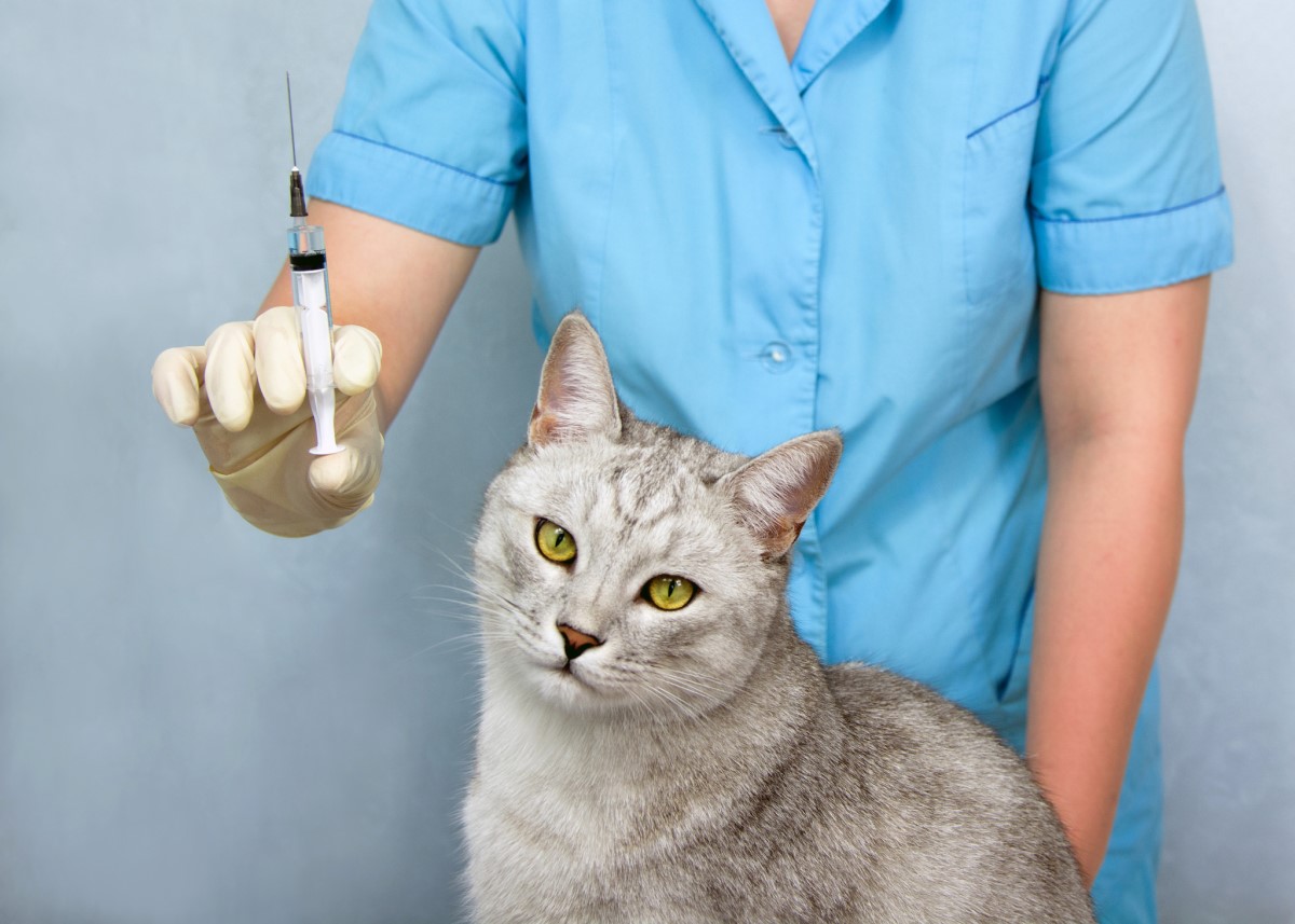 Vaccinations - vétérinaire et chat, injections, vaccin