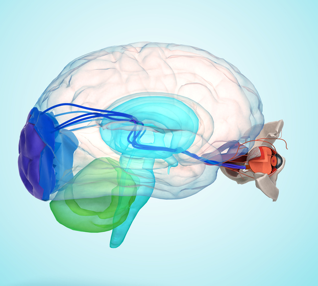 L'œil et le cerveau représentés anatomiquement