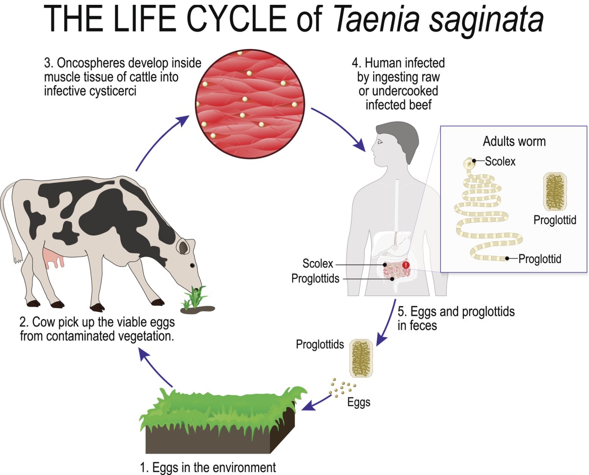 Le cycle de vie du ténia - de l'hôte intermédiaire à l'homme