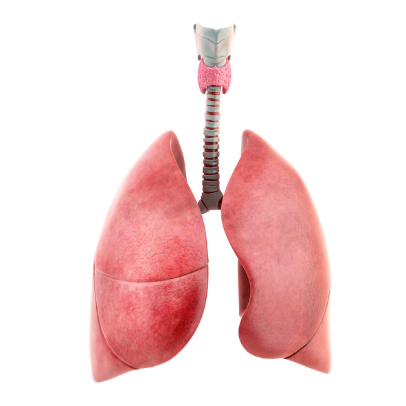 Modèle du système respiratoire, poumons, division en poumons droit et gauche, le poumon droit a trois lobes et le poumon gauche a deux lobes.