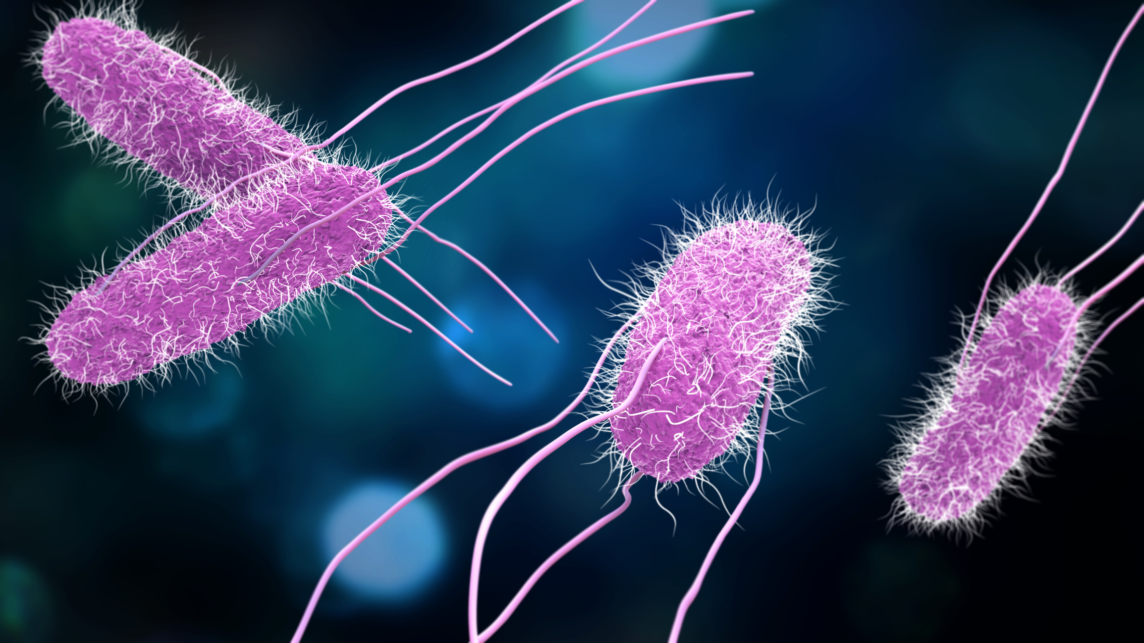 Modèle 3D de Salmonella