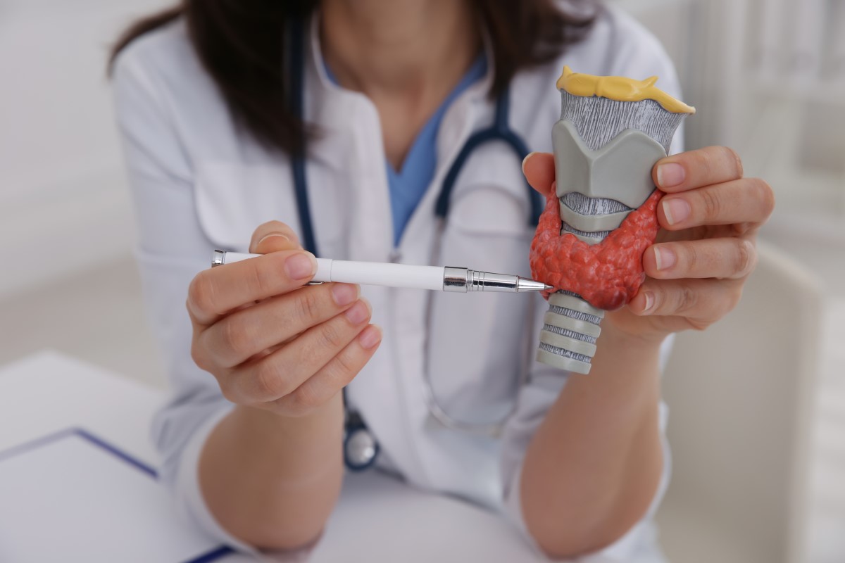 Modèle anatomique de la glande thyroïde - le médecin pointe le modèle avec un stylo et le tient dans sa main.