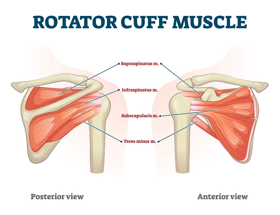 Muscles de la coiffe des rotateurs