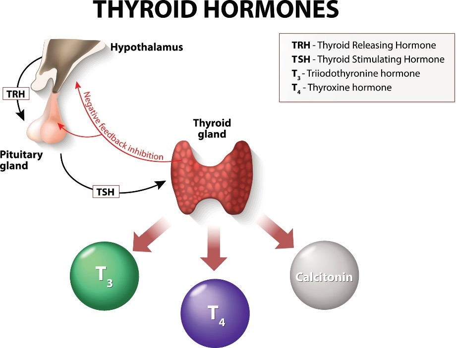 Le système de fonctionnement de la glande thyroïde