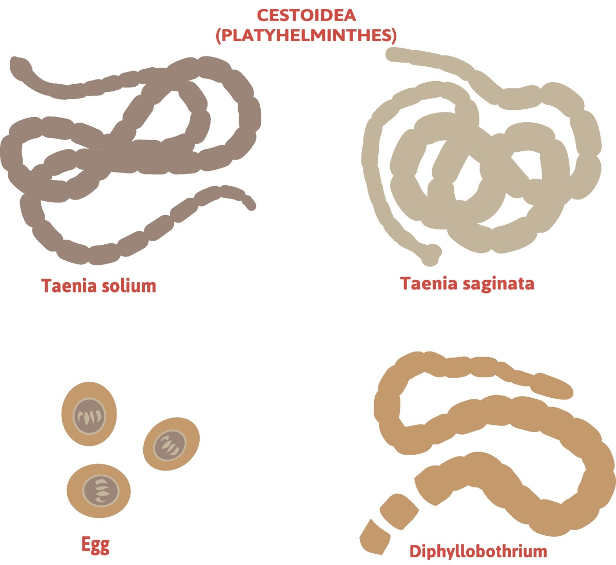 Taenia - division des ténias - Taenia solium (ténia à longues pattes) + Taenia saginata (ténia sans défense)