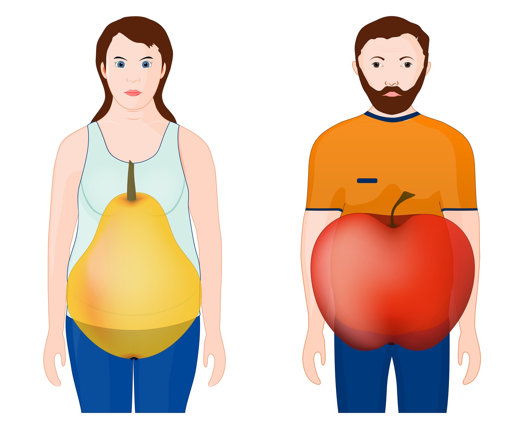 Animation montrant la forme du corps - femme, poire, homme, pomme