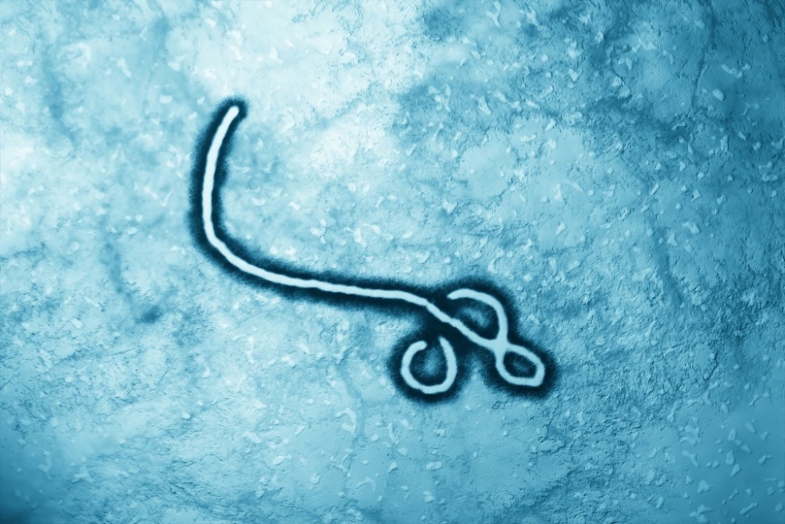 Le virus Ebola sous le microscope