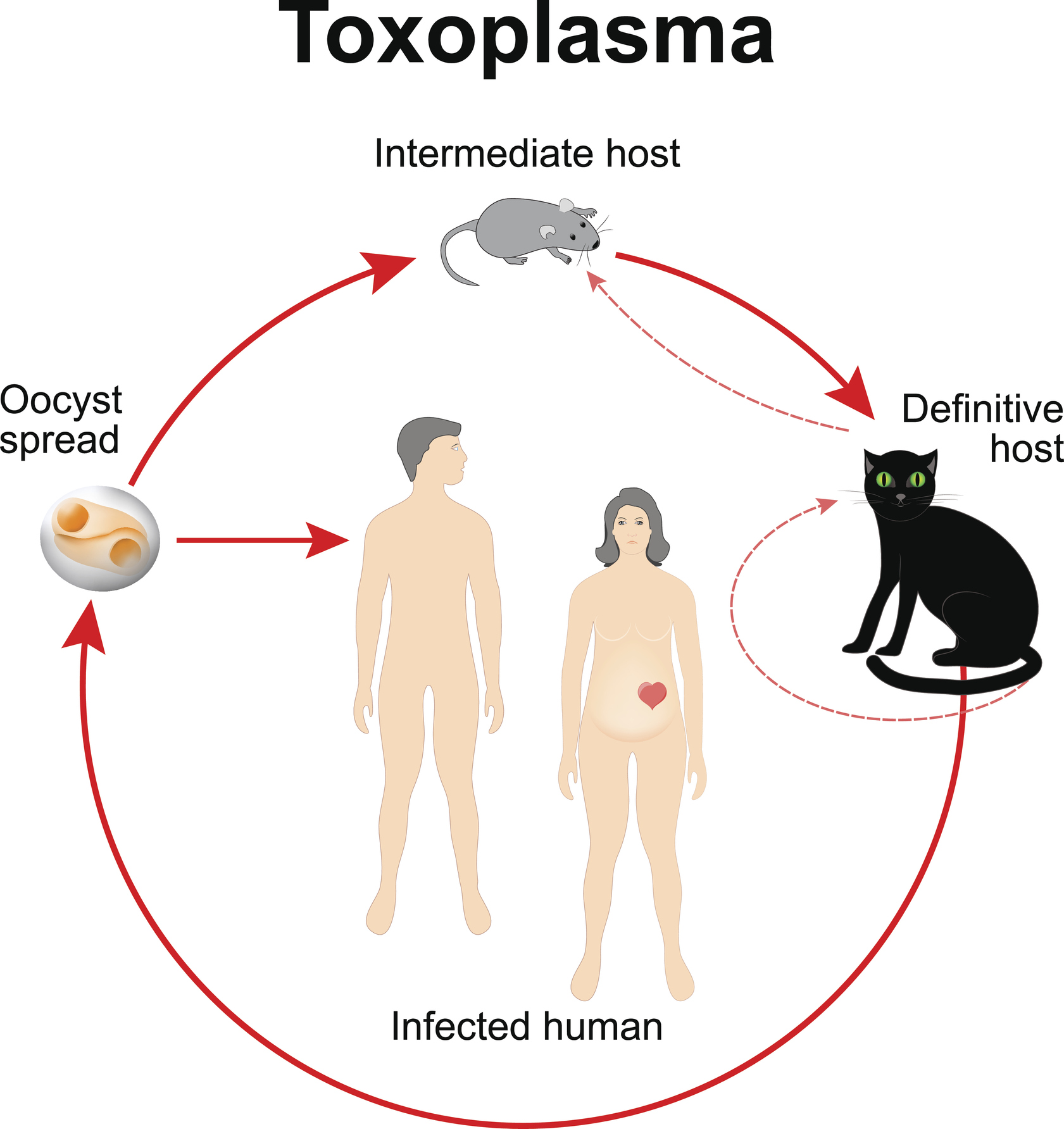 Cycle de vie de Toxoplasma gondii