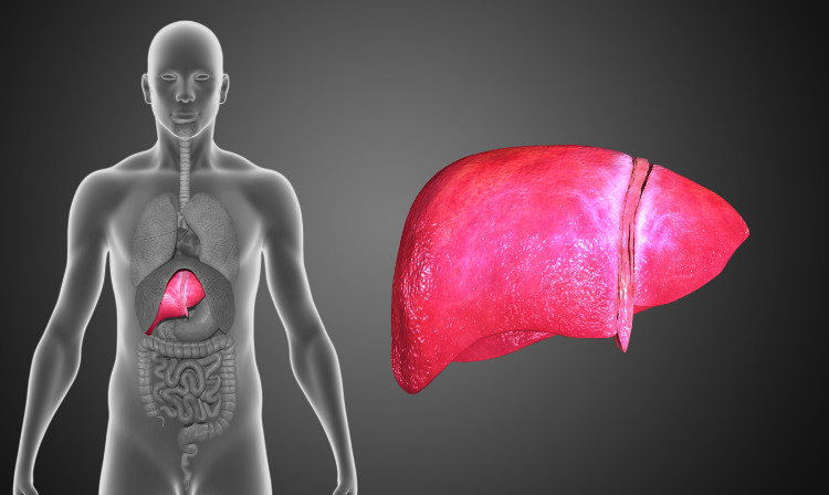 modèle humain translucide avec système digestif visible à droite et foie humain à gauche