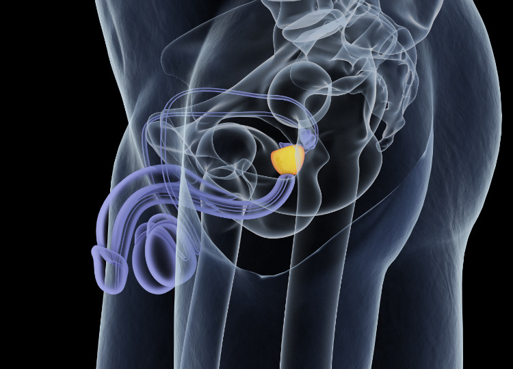 l'emplacement anatomique de la prostate