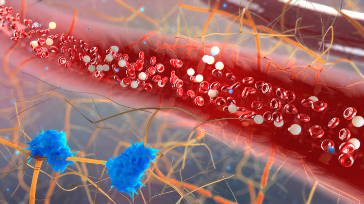 vaisseau sanguin agrandi au microscope avec des cellules sanguines visibles et la présence de micro-organismes dans la circulation sanguine.