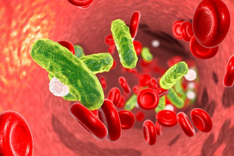 vaisseau sanguin contenant des érythrocytes et des cellules bactériennes présentes dans la circulation sanguine.