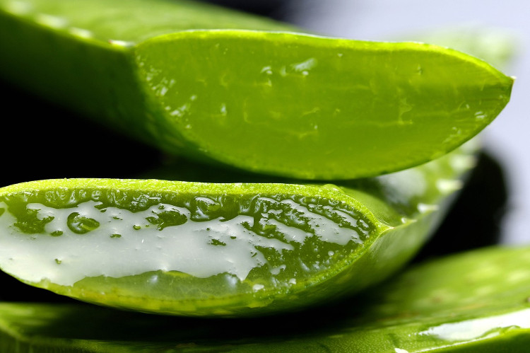 feuilles d'aloe vera taillées