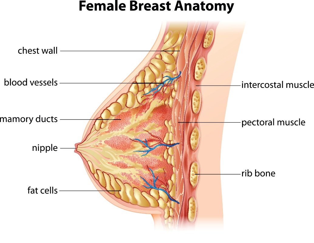 Anatomie du sein féminin