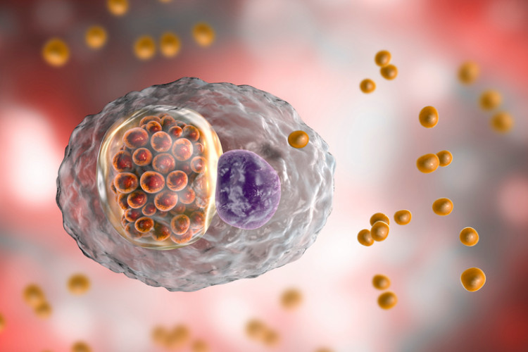 bactéries chlamydia à l'intérieur de la cellule