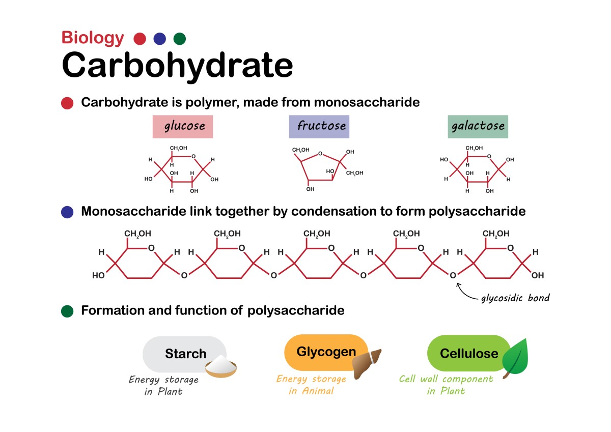 Biologie de base des glucides : les sucres simples (monosaccharides) : glucose, fructose, galactose se lient pour former des polysaccharides tels que l'amidon, le glycogène ou les fibres.