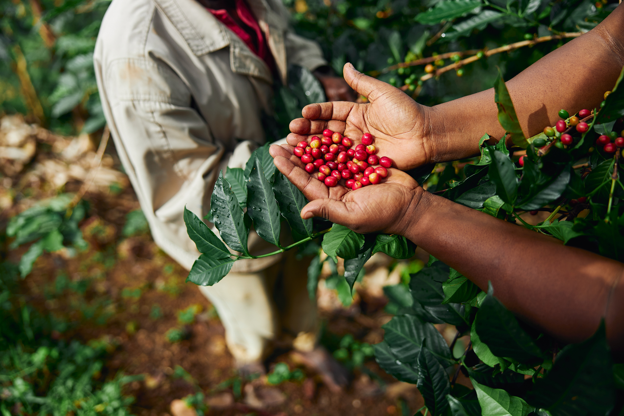 Fruit du caféier rouge