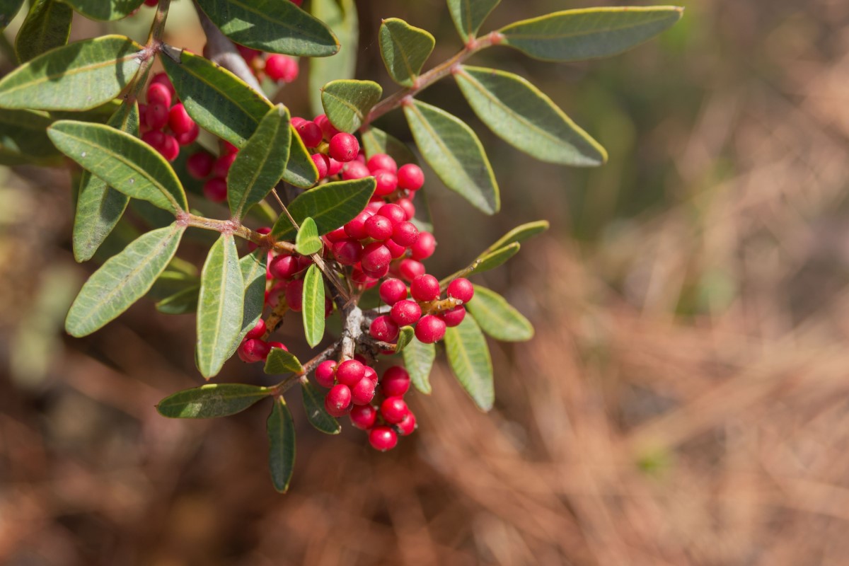 Pistacia mastix (P. lentiscus) est largement répandu en tant qu'arbre ou arbuste, en particulier dans les zones côtières de la Méditerranée.