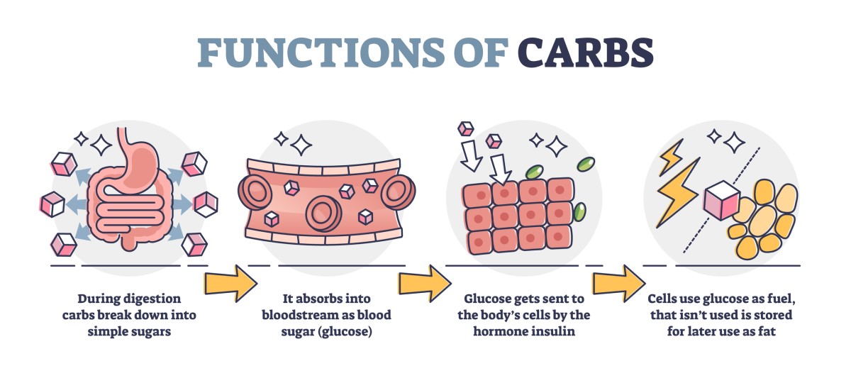 Fonctions des glucides : conversion des glucides ingérés en sucre simple (glucose) - glucose dans la circulation sanguine - absorption du glucose par les cellules grâce à l'hormone insuline - utilisation du glucose comme carburant énergétique.