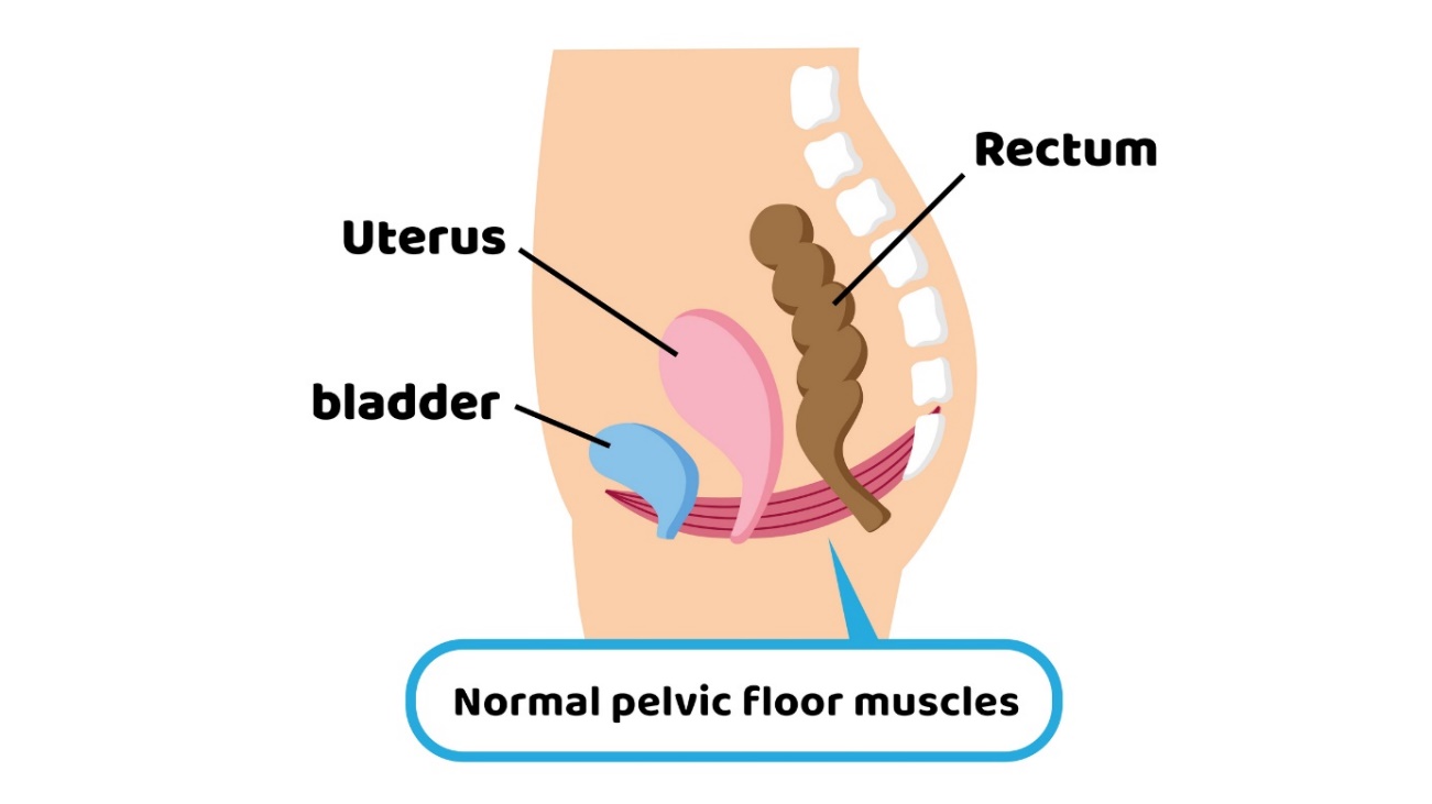 Physiologie du plancher pelvien en relation avec les organes pelviens : utérus, vessie, rectum.