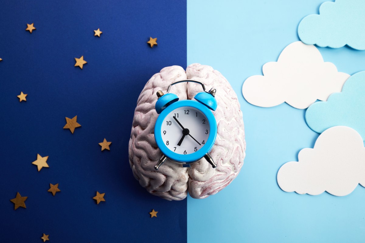 L'horloge interne est située dans le cerveau, dans l'hypothalamus.