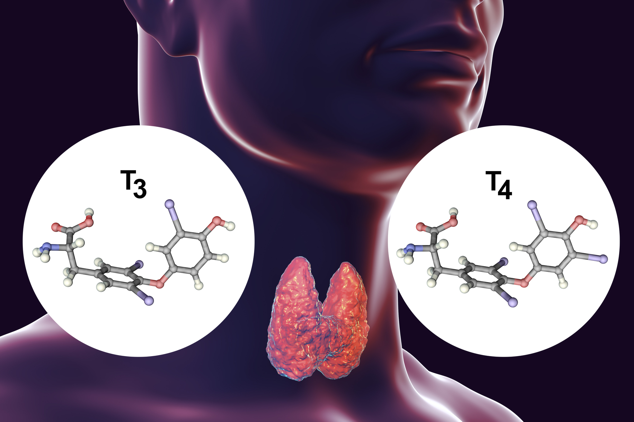 La glande thyroïde produit des hormones thyroïdiennes : la thyroxine (T4) et la triiodothyronine (T3).