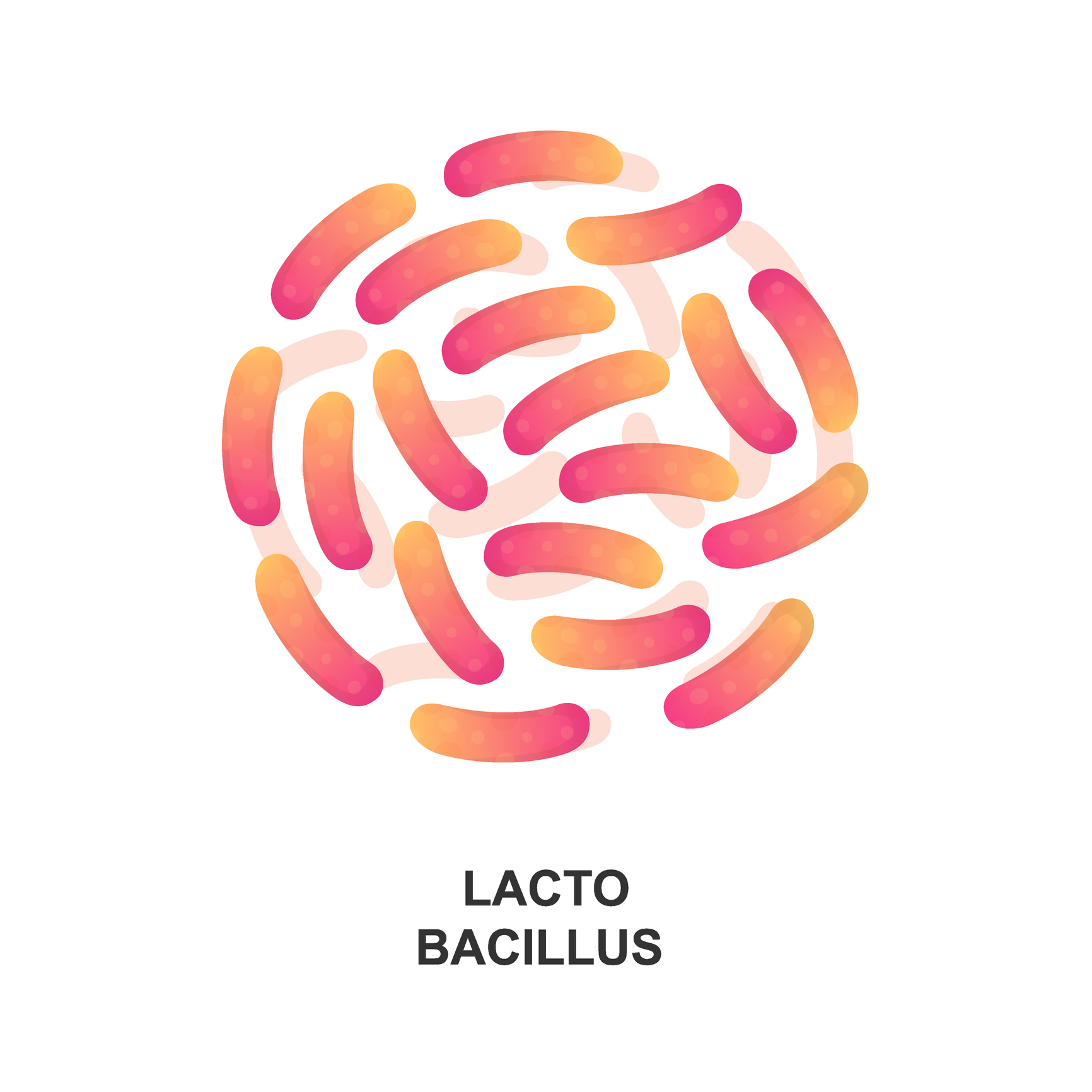 Lactobacillus