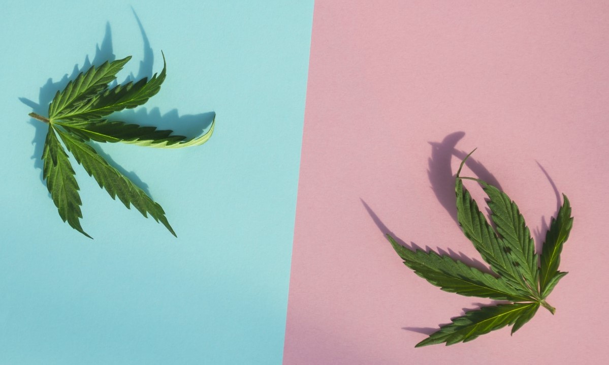 CBD versus THC versus l'un et l'autre, deux feuilles sur la colonne bleue et rose