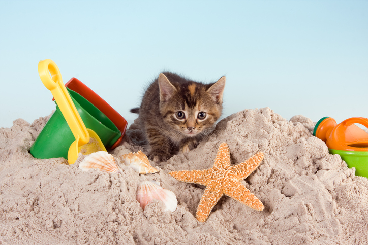 Chaton dans le bac à sable avec pelle à bébé et moules